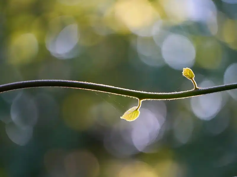 Bokeh efekt – rozostřené světelné body v pozadí fotografie