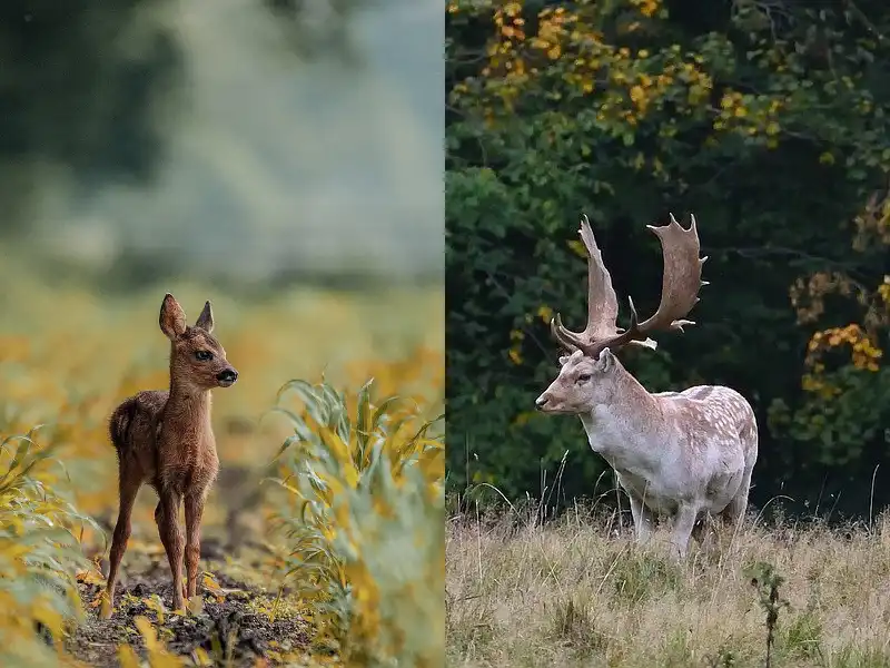 Clona a hloubka ostrosti – rozostřené a ostré pozadí na fotografii